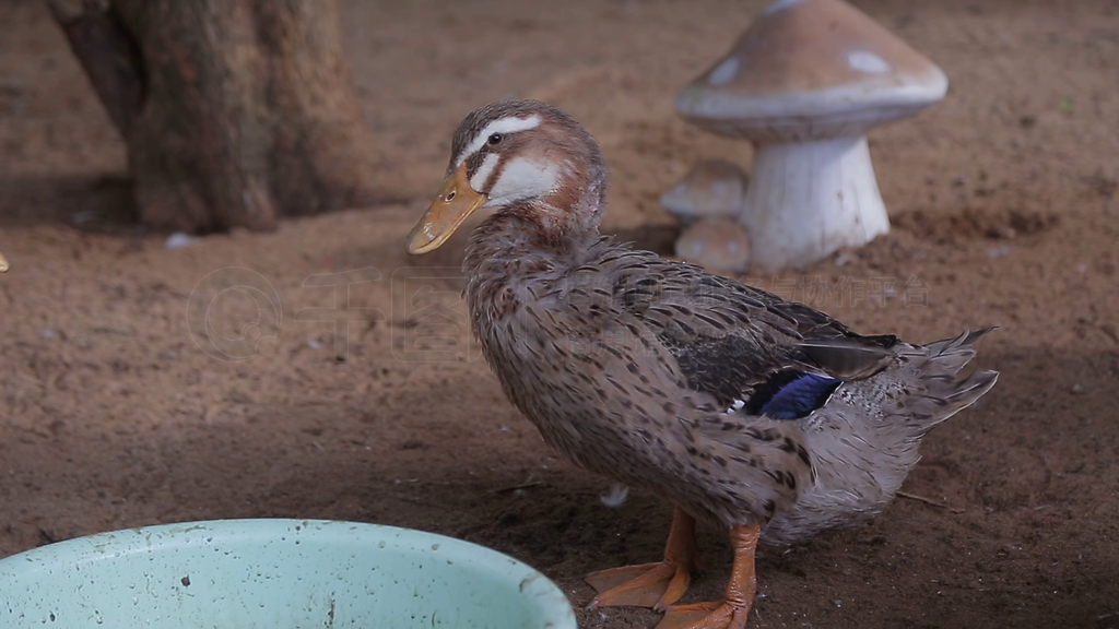 科學(xué)飼養(yǎng)鴨子與鵝 提升養(yǎng)殖效益的關(guān)鍵
