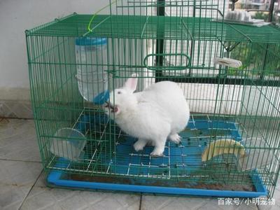科學飼養兔子 蔬菜選擇指南與飼料搭配，守護腸胃健康